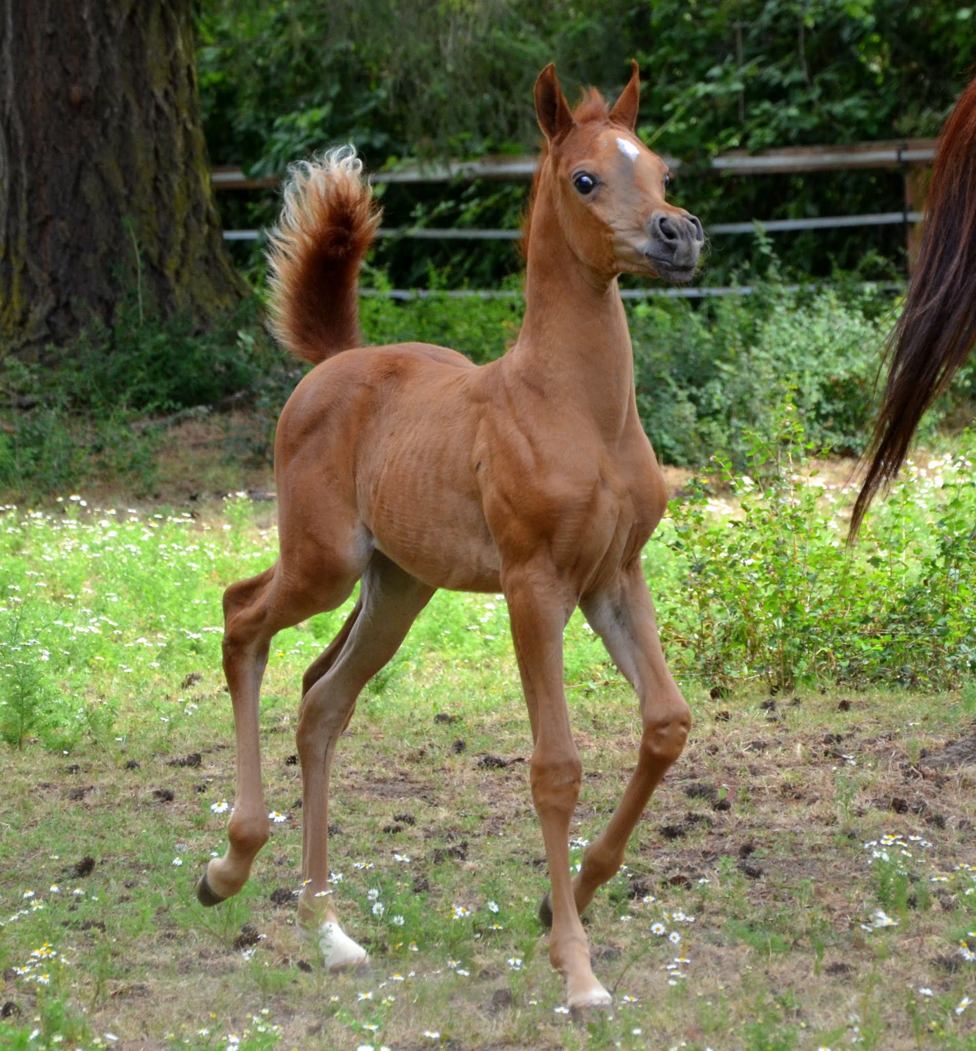 Arabian Arabians Arabian Horses For Sale